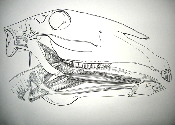 Dessin