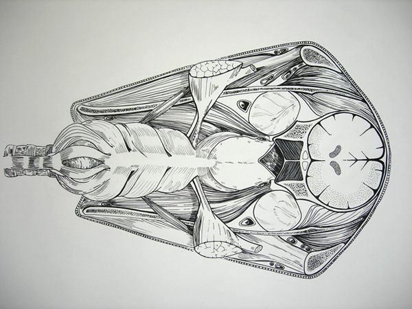 Dessin